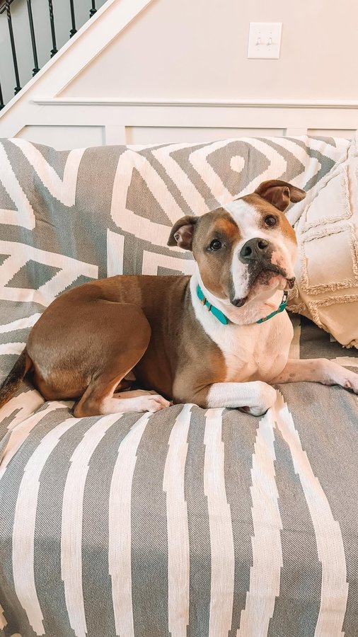 Instagram post by @wally_the_pit for slashop. Caption reads: I LOVE my comfy couch but it is so difficult to....