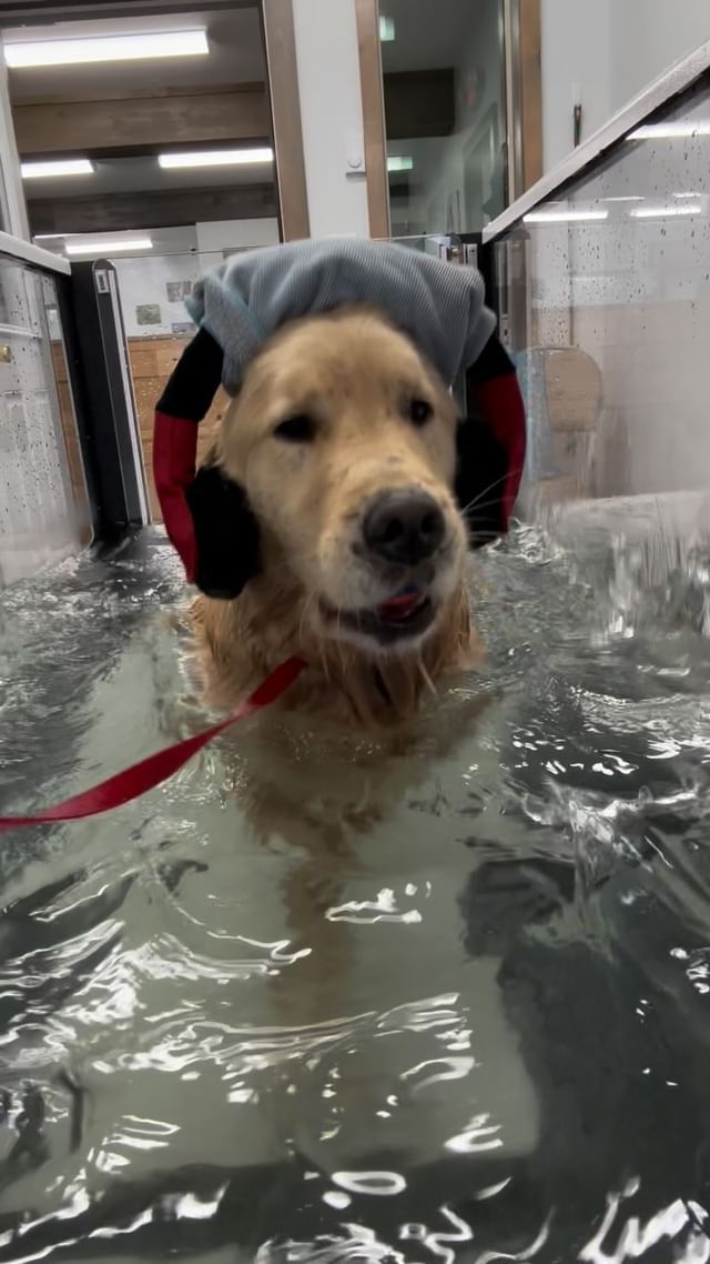 Instagram post by @honeybearhenry for PupBox. Caption reads: Listenin’ to my beats with my @pupbox....