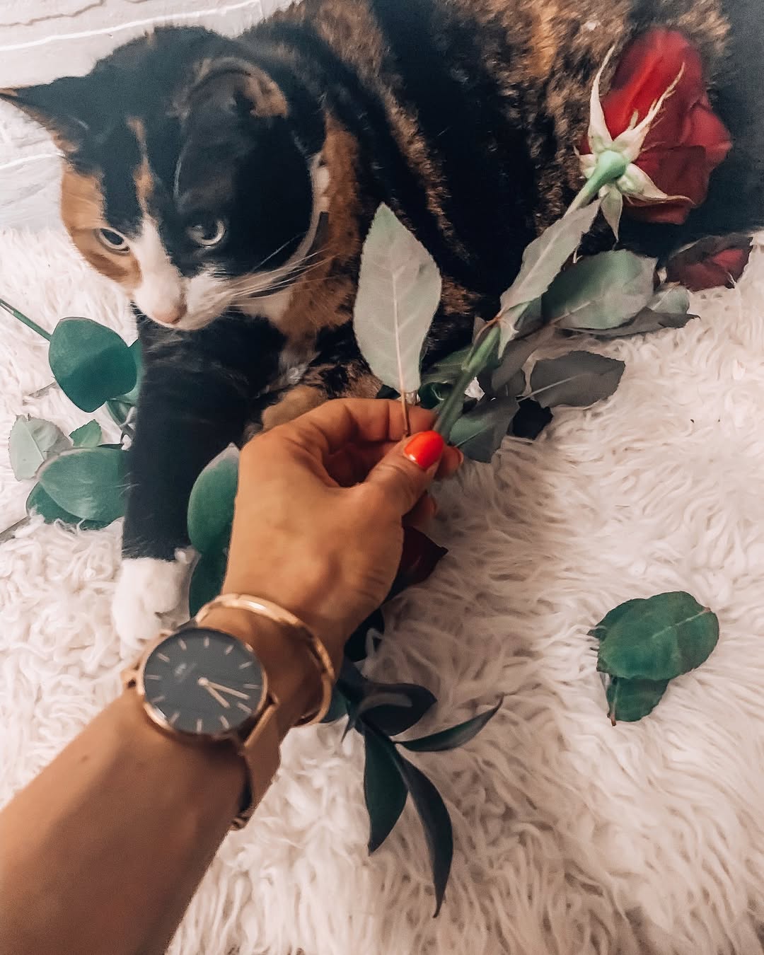 Instagram post by @kaitlin.weiers for Cats of Instagram. Caption reads: “All you need is love & a cat “ ❤️🐱Get 10% off....