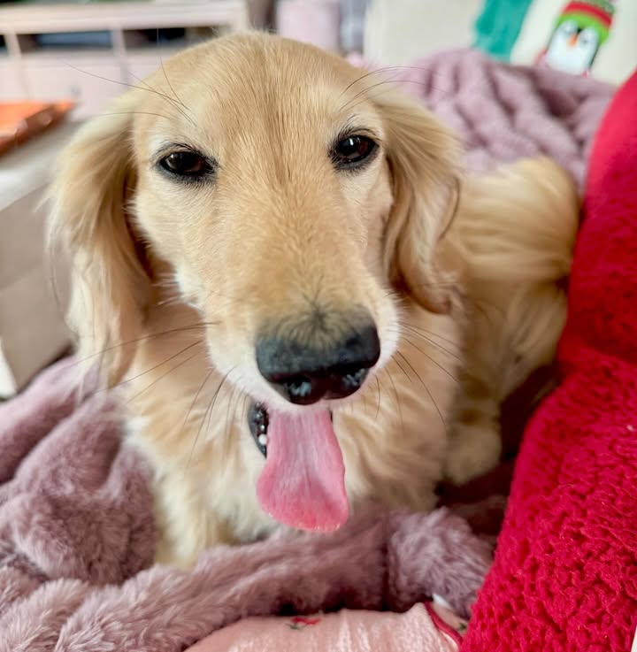 Instagram post by @itslucythedoxie for BuzzFeed. Caption reads: This yawn is sponsored by Monday 🥱 ⏰ 🐾.