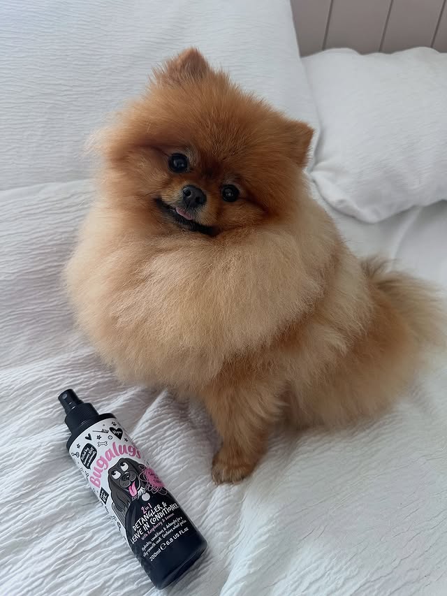 Instagram post by @marshall.the.pom.x for Bugalugs Pet Care. Caption reads: [...] and leave in conditioner from....