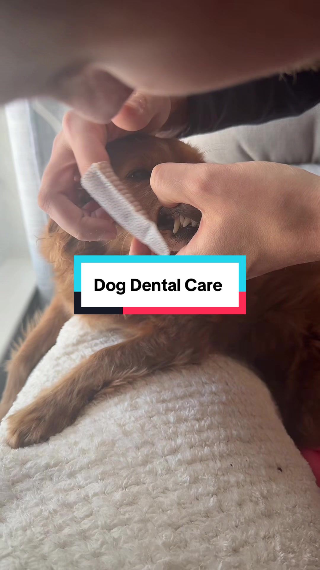 TikTok post by @steamyfinds for PetHonesty. Caption reads: thought dog dental wipes were a gimmick… Turns out....