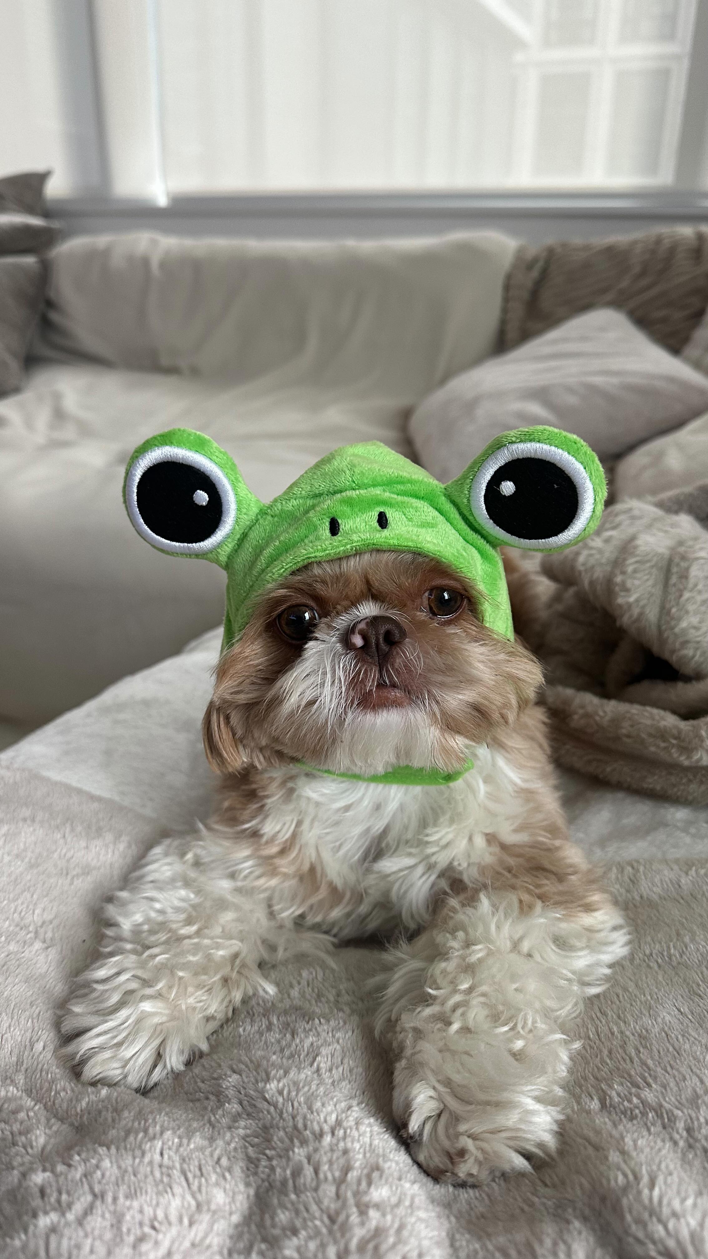 Instagram post by @enzoistheshiht for Petco. Caption reads: My Frog Tzu!!! 🐸

#shihtzusofinstagram....