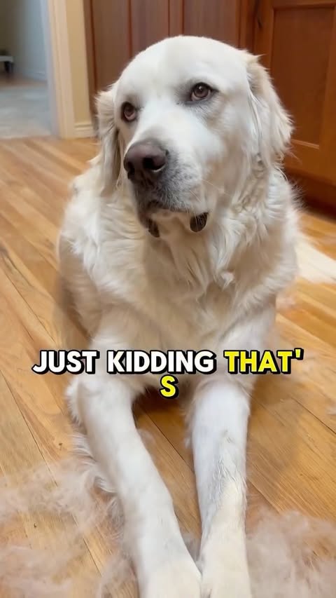 Instagram post by @bubbas.big.adventure for Oneisall. Caption reads: [...] kidding 🙄 that’s all Bubba’s fur.

The....