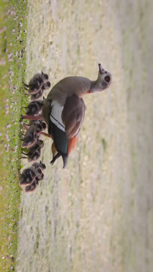 Instagram post by @gamanderlopez for JACK WOLFSKIN. Caption reads: Let’s hide and enjoy for a moment....