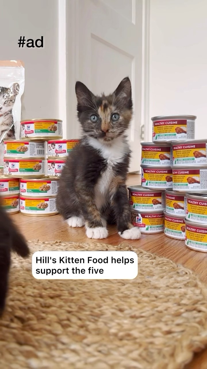 Instagram post by @heidiwranglescats for Hills Pet. Caption reads: #AD #HillsPartner. From their first bites of food,....
