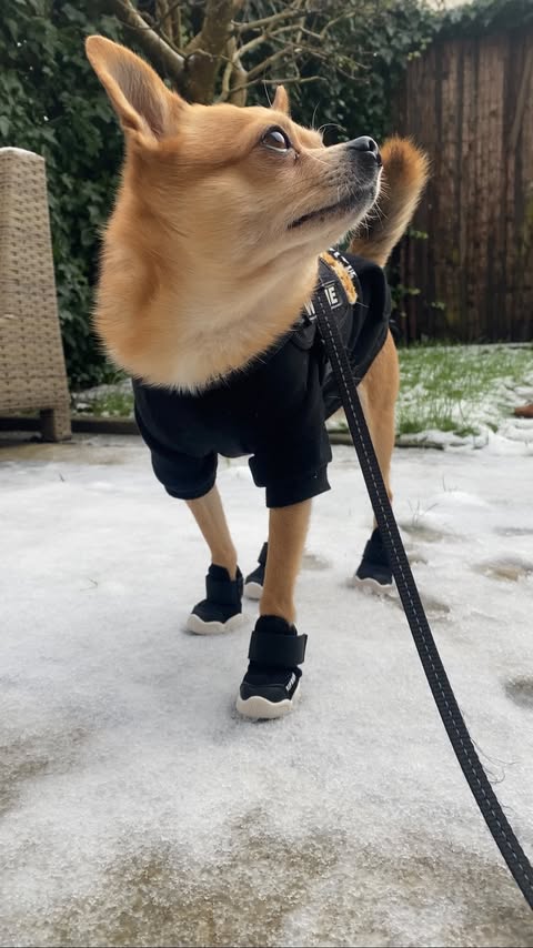 Instagram post by @wolfiee.james for RIFRUF. Caption reads: [...] suddenly… snow! ❄️ My new shoes from....