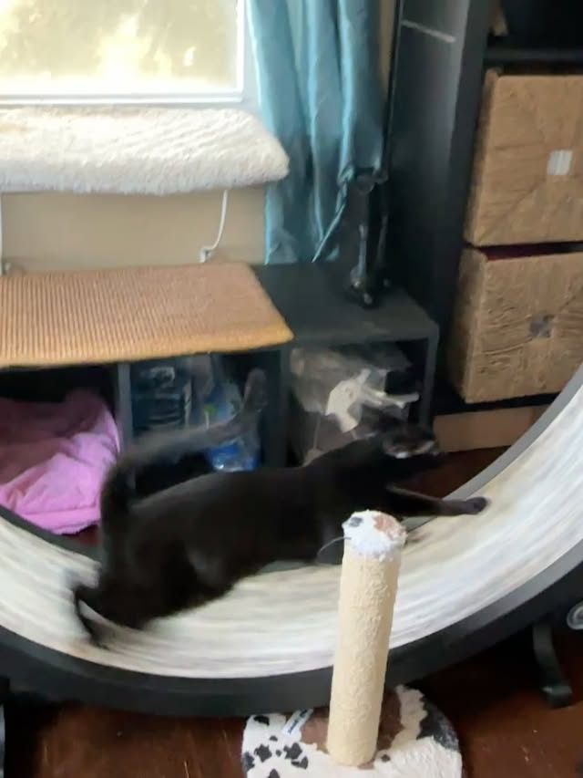 Instagram post by @purrs_in_paradise for One Fast Cat. Caption reads: This speed demon and his brother are STILL looking....