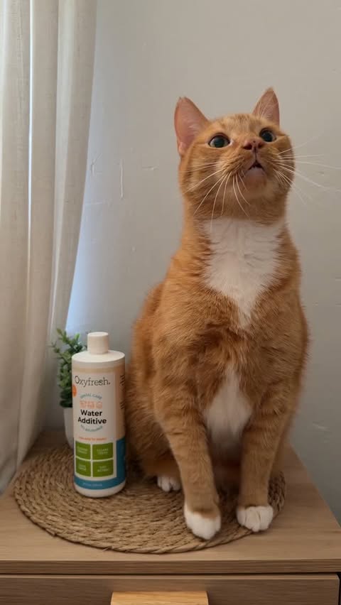 Instagram post by @pepethegingercat for Oxyfresh. Caption reads: [...] and professional cleanings 🦷🐾 @oxyfresh....