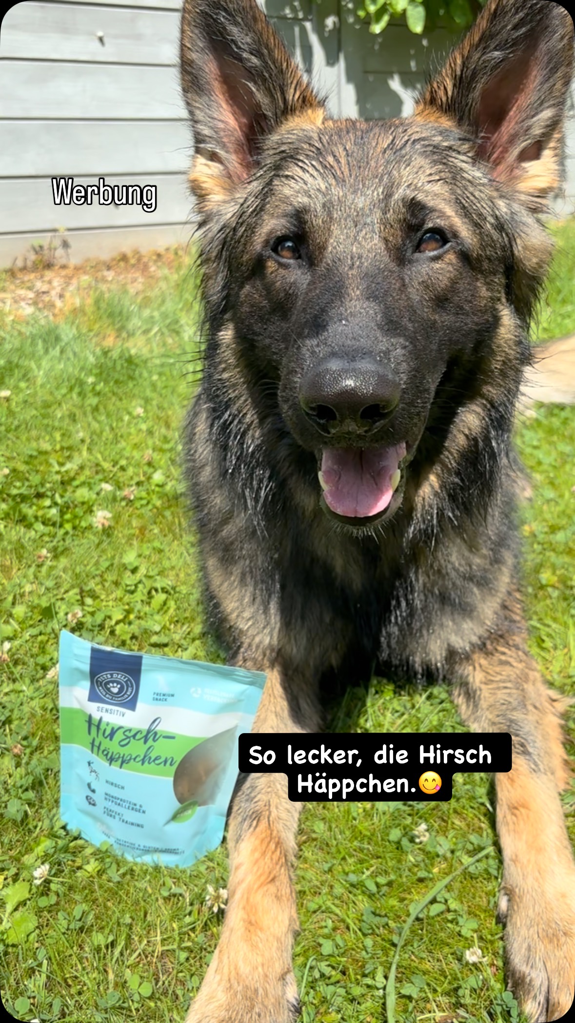 Instagram post by @rex_vonderkoelnerbucht for Pets Deli. Caption reads: 🐾Super Rex💦

Heute war mal wieder Training....