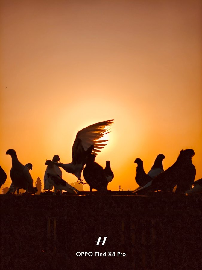 Instagram post by @shalabooca for OPPO Egypt. Caption reads: On the rooftops of Egypt, you’ll often find towers....