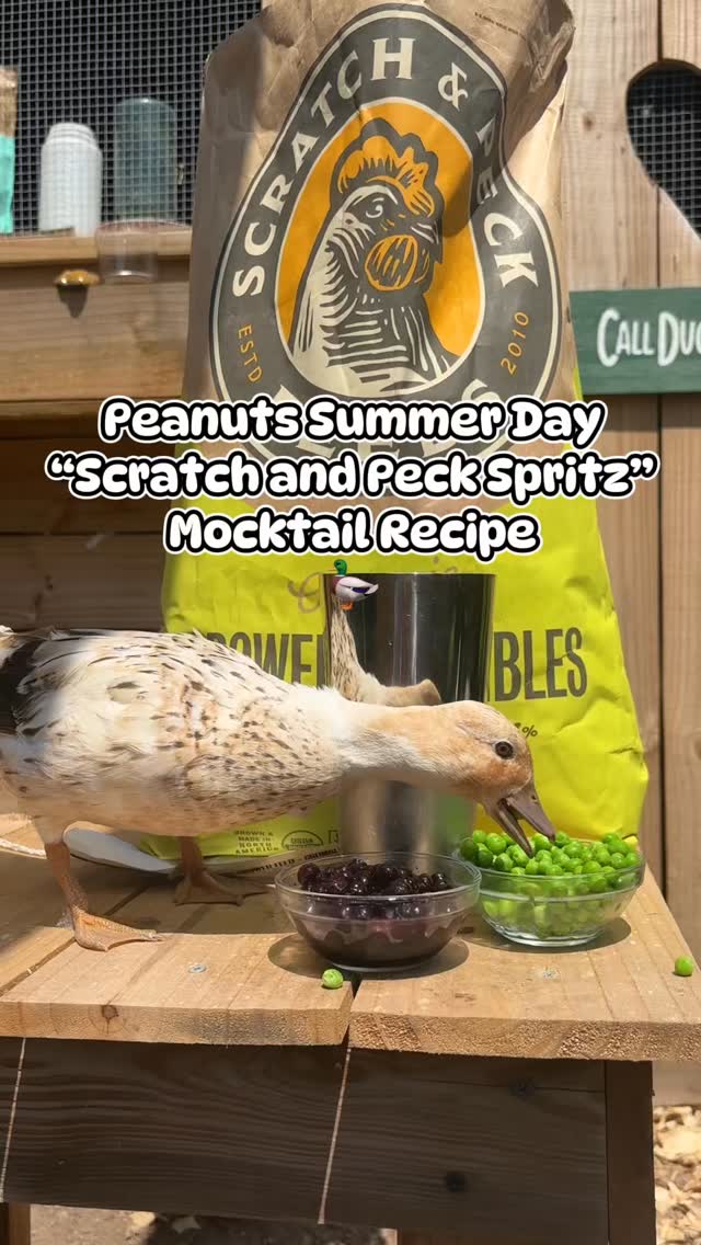 Instagram post by @cheez_and_quacker for Scratch and Peck Feeds. Caption reads: [...] high quality nutrition from their....