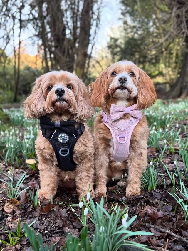 Instagram post by @rodneyandmabel_the_cavapoos for Bailey and Coco. Caption reads: [...] new Charcoal and Lavender Tweed from....