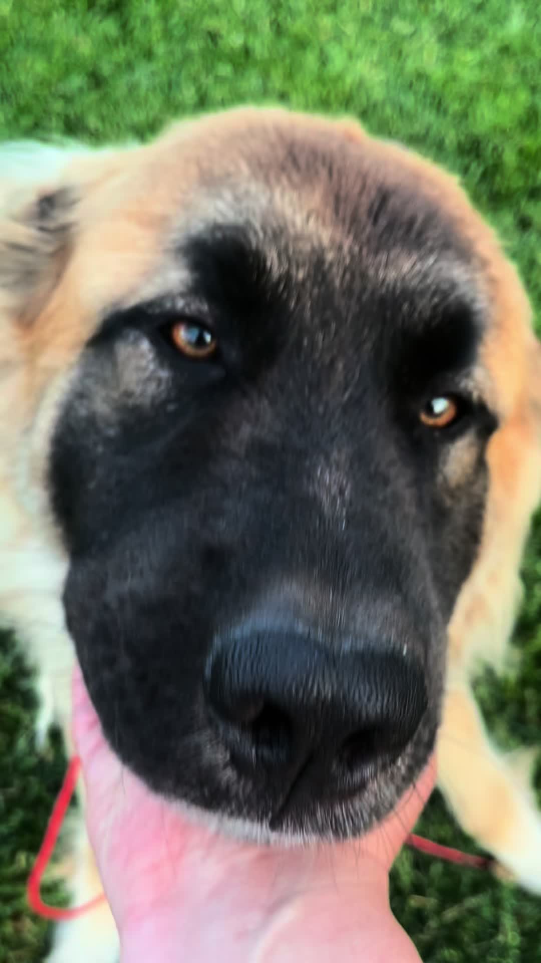 TikTok post by @motherrikki for Kradle. Caption reads: This calming dog bars have my mind blown @Kradle....