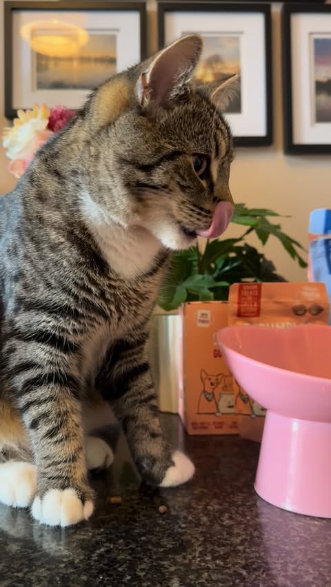 Instagram post by @forrestandlilycats for Scrumbles. Caption reads: As we near the end of November, and the cold....