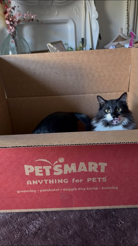 Instagram post by @brookeaverick for PetSmart. Caption reads: [...] the loves of my life. #ad #PetSmart....