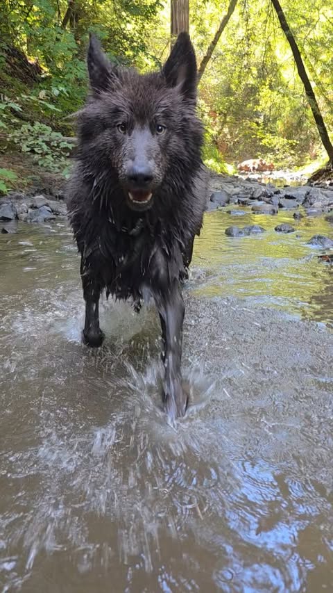Instagram post by @bluebaymaeve for Sniffspot. Caption reads: Best @sniffspots find yet! 10/10 private redwood....