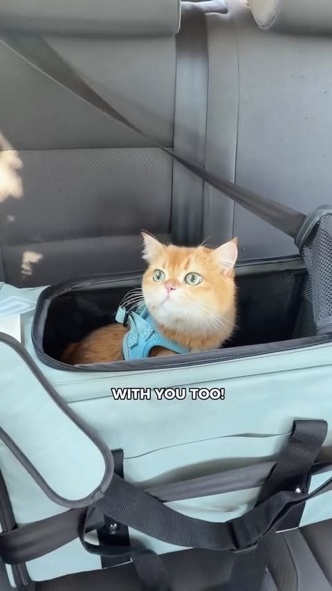 Instagram post by @garfield.britishcat for Petsfit. Caption reads: [...] found me the perfect travel buddy: my....