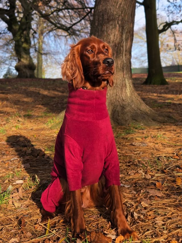 Instagram post by @yorkshire.setters.and.sable for Hugo and Ted. Caption reads: ✨ Hugo & Ted - Fleece Dog Jumpsuit ✨ Made to....