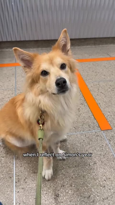 Instagram post by @simonsits for The Farmer's Dog. Caption reads: Not every day is easy. But when you have a dog,....