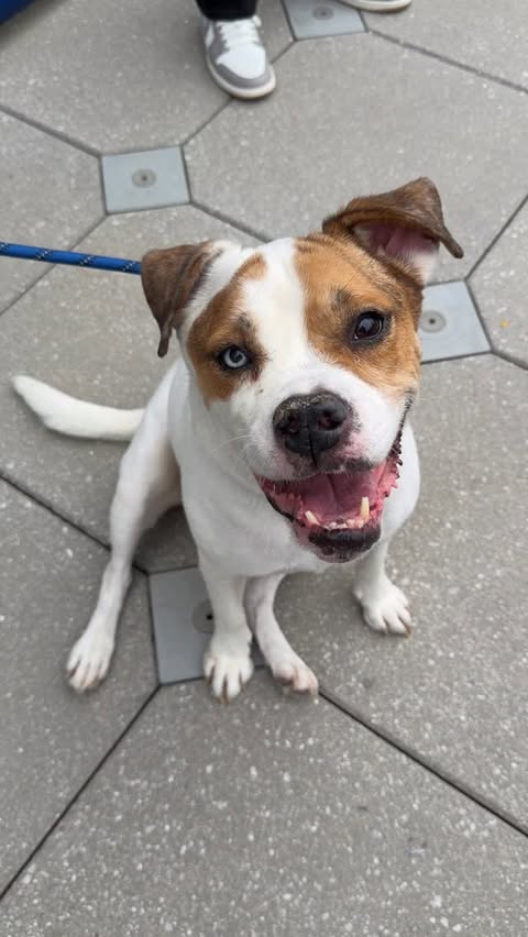 Instagram post by @humanesocietytampa for NaturVet. Caption reads: [...] We teamed up with @mariolopez, @naturvet and....