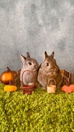 Instagram post by @cookieandgizmoli for Oxbow Animal Health. Caption reads: [...] Come trick or treating with us and....