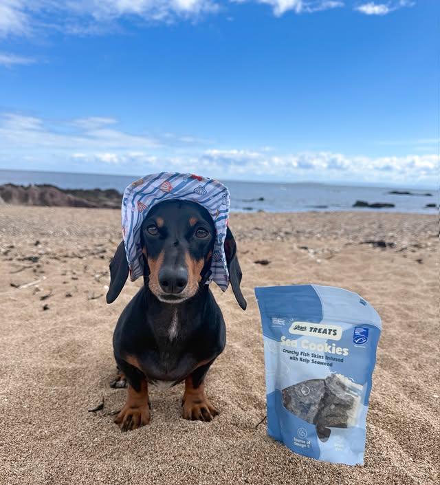Instagram post by @dudley_dachshund_doig for More Years. Caption reads: Just a beach boy and his favourite treats 🌊🐟 Did....