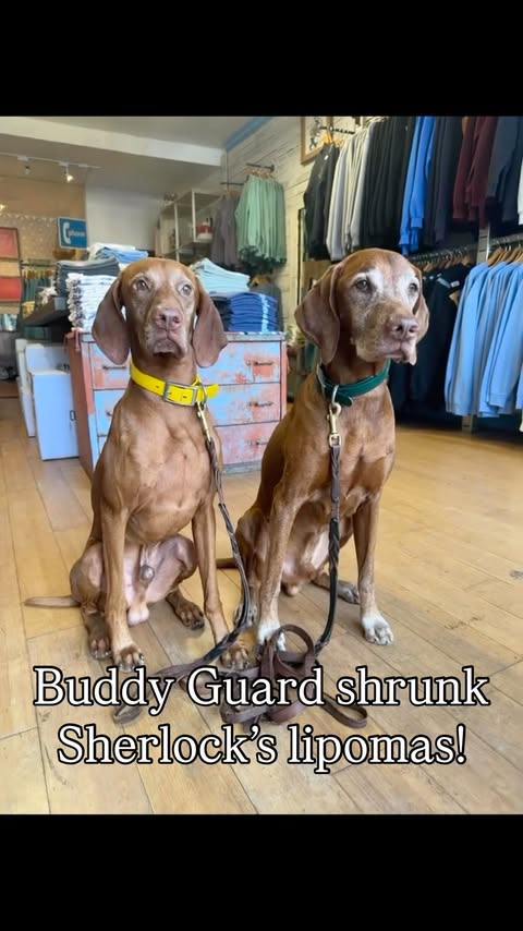 Instagram post by @mr_wigglebutt for Petsmont. Caption reads: [...] to try Buddy Guard. I was clear to @petsmont....