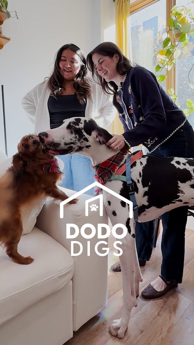 Instagram post by @themeldemi for The Dodo. Caption reads: It's giving eclectic with a splash of Great Dane....