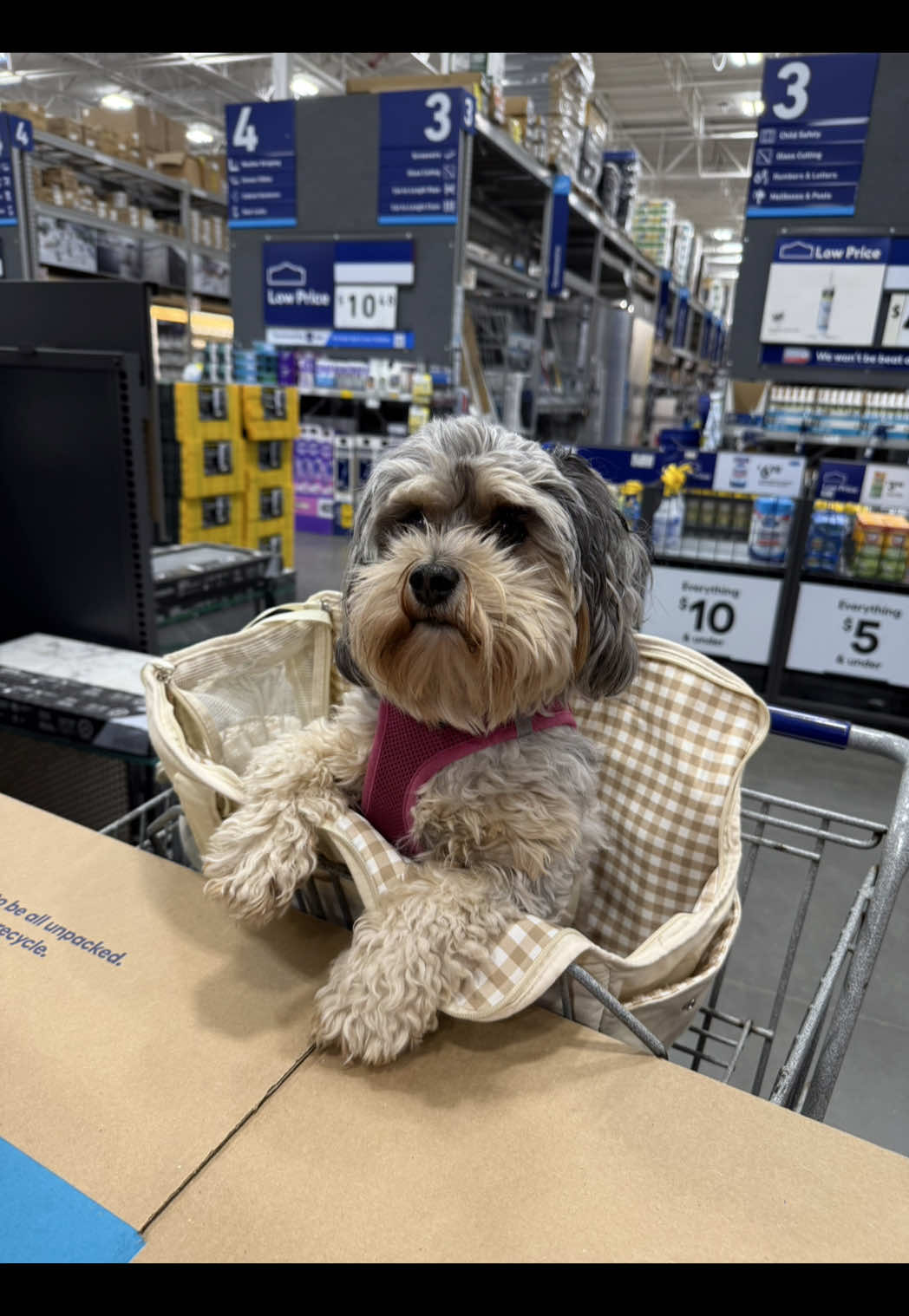 TikTok post by @jordenkhall3 for Lowe's. Caption reads: @Lowe’s is for the single girlies!!!....