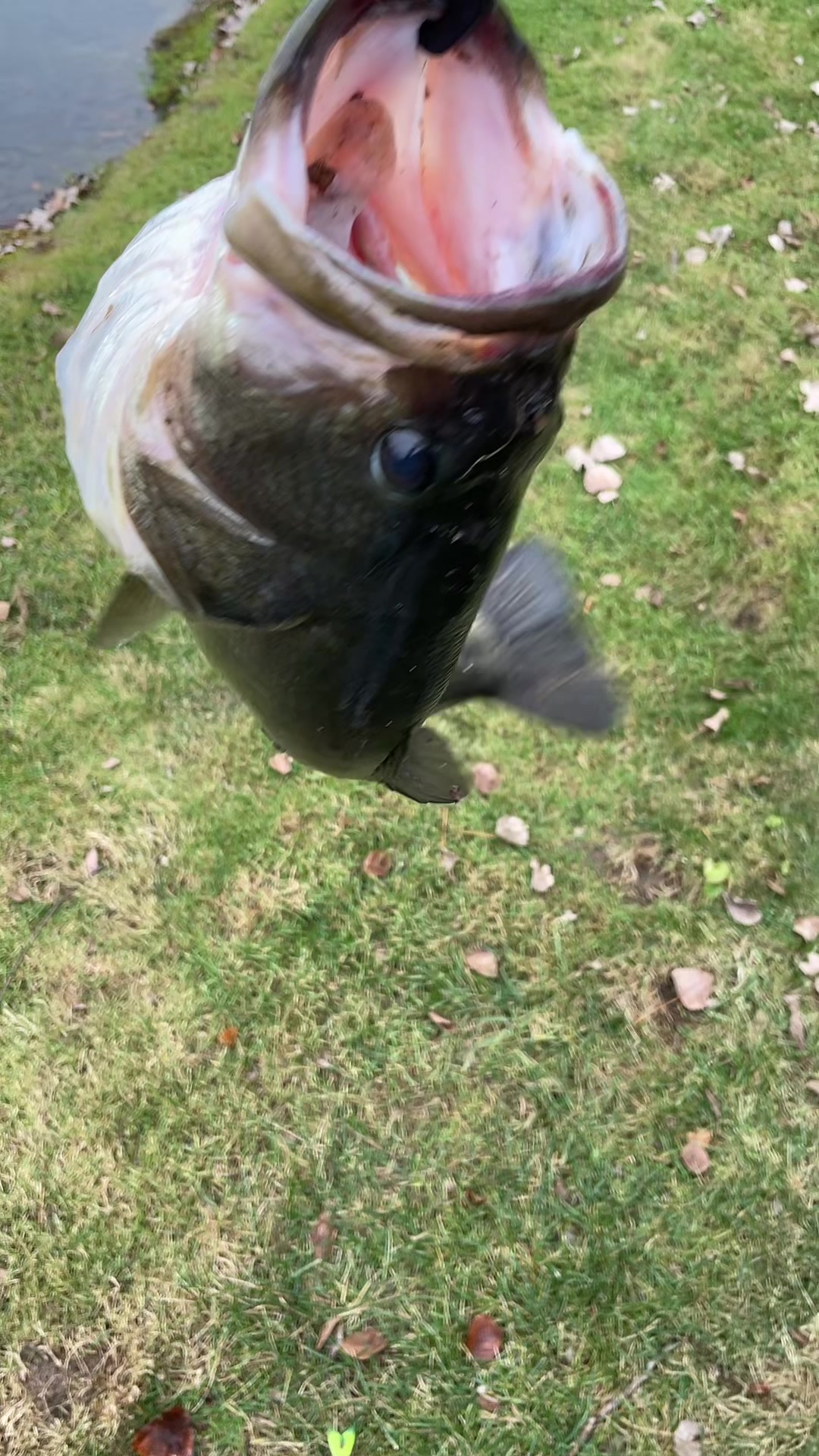 TikTok post by @richardsoutdoors for 6th Sense Fishing. Caption reads: [...] to buy #fishing #fyp #bass #viral @6th Sense....