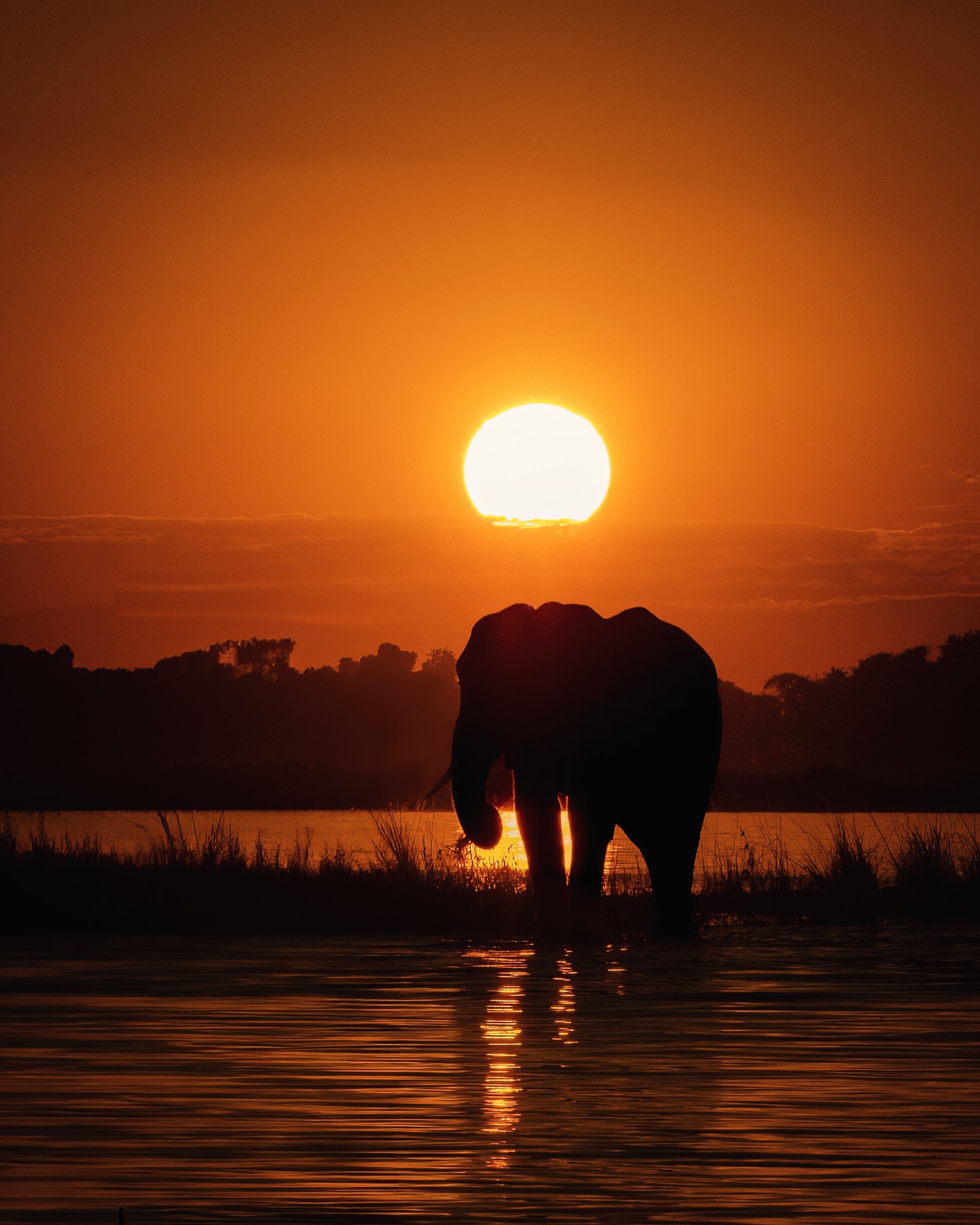 Instagram post by @alex_mclean_wildlife for Sony Alpha. Caption reads: There are few sunsets like Botswana sunsets, and....