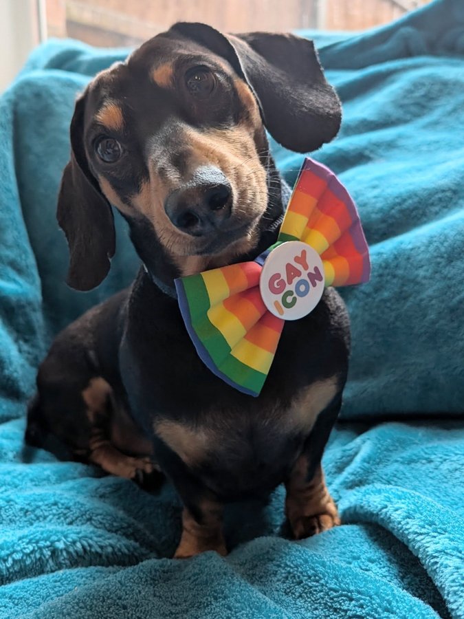 Instagram post by @rolo__thesausage for Frankys Bowtique. Caption reads: [...] pride event in August 😂 

Bow from....