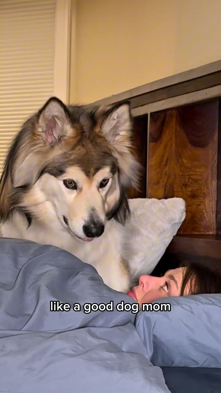 Instagram post by @duke.the.malamute for Darwin's Natural Pet Products. Caption reads: Our mornings aren’t always this productive....