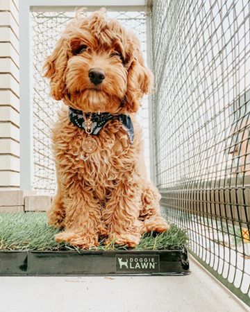 Instagram post by @itsbanjothedoodle for Doggielawn. Caption reads: [...] vibes 🌴😎☀️
No mower....