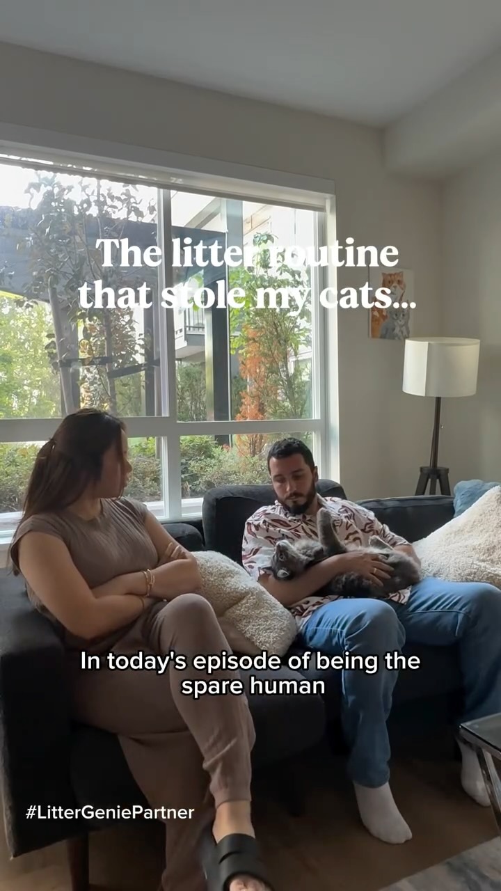 Instagram post by @phoebe.thescottishfold for Litter Genie. Caption reads: #ad In today’s episode of being the spare human…....