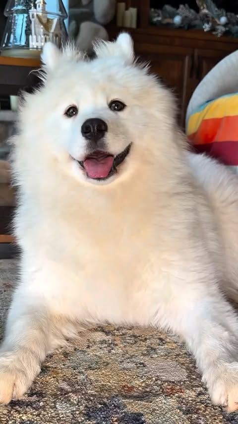 Instagram post by @duke.the.malamute for Open Farm Pet. Caption reads: Odesa may be only 10 months old, but this girl is....