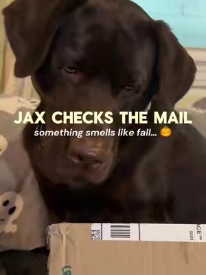 TikTok post by @jaxandnova for Woof Pet. Caption reads: [...] is our favorite time of year. shop @Woof Pet....