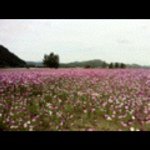 EcoFlow