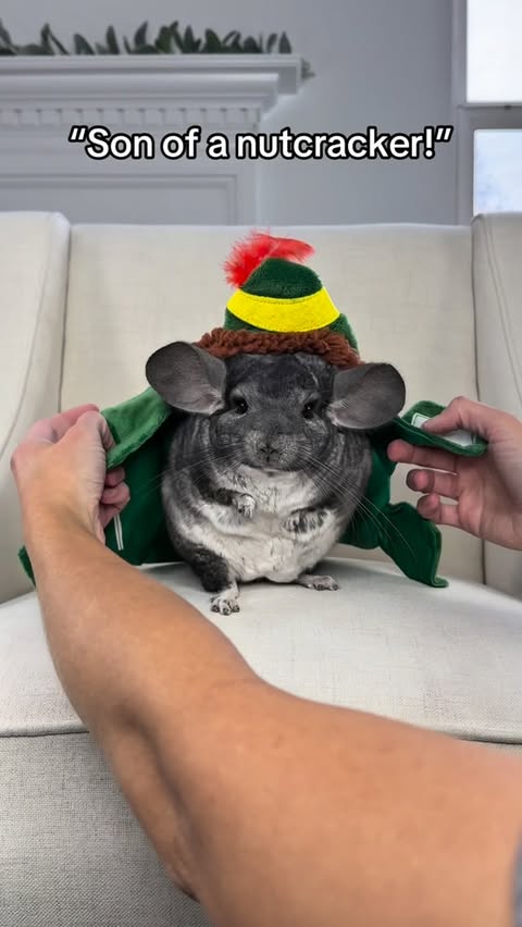 Instagram post by @phillychinchilly for PetSmart. Caption reads: Philly the Elf! 📞
What’s your favorite color?....