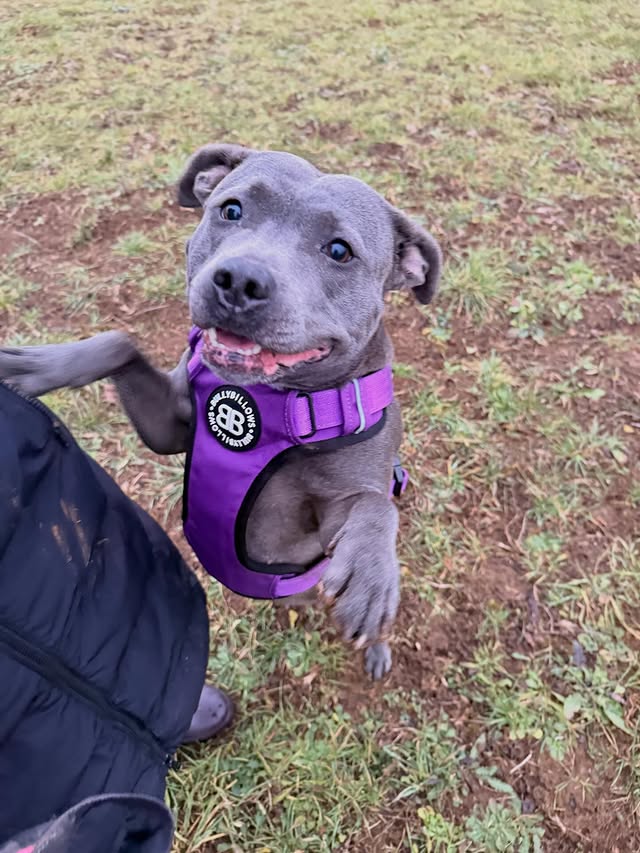 Instagram post by @bellatrix_the_blue_ for BullyBillows. Caption reads: The happiest girl in purple 😍💜 @bullybillows....