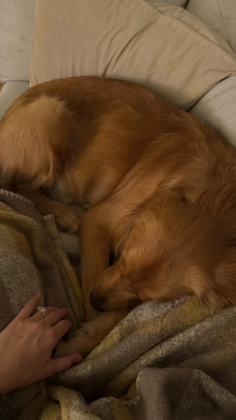 Instagram post by @mckennafairey for blue buffalo. Caption reads: [...] only the best 💛 Love Made Fresh by Blue....