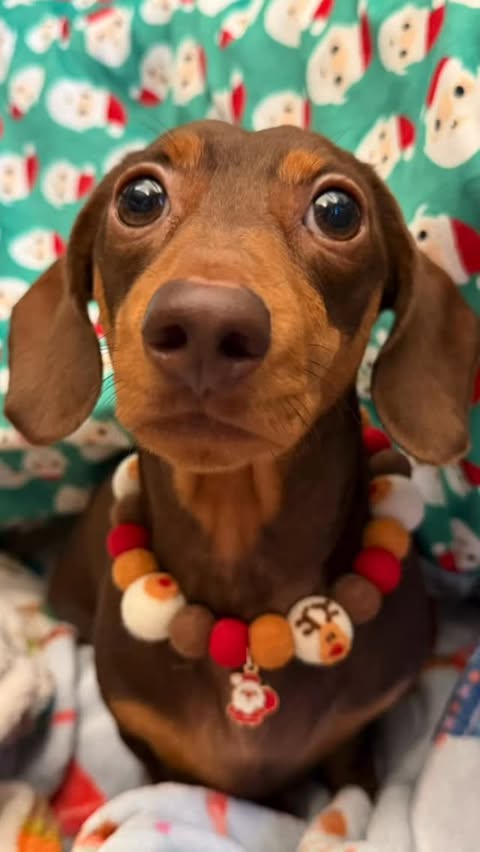 Instagram post by @frank_the_sausage_surrey for Poochie Pals. Caption reads: Christmas boops 🎅🏽 #adventuresoffrank.