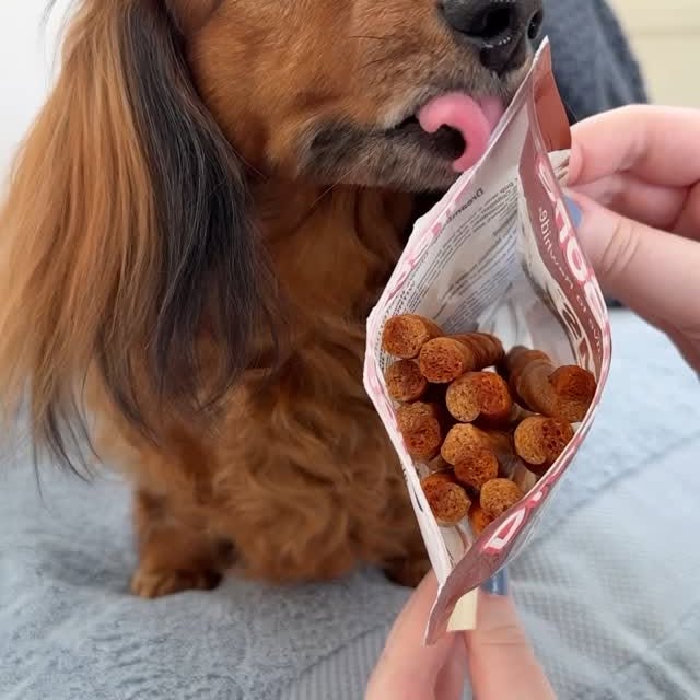 Instagram post by @heathersdachshunds for DreamBone Chews. Caption reads: #ad Hazelnut loves her @dreambonechews CollaYums,....