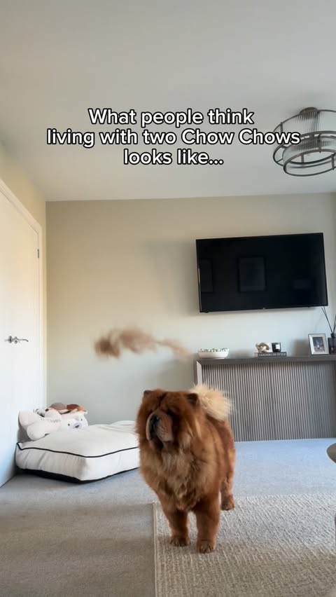 Instagram post by @chowchow_winnie_bertie for Oneisall. Caption reads: [...] it’s a NEED with two floufy dogs 🐻🐻....