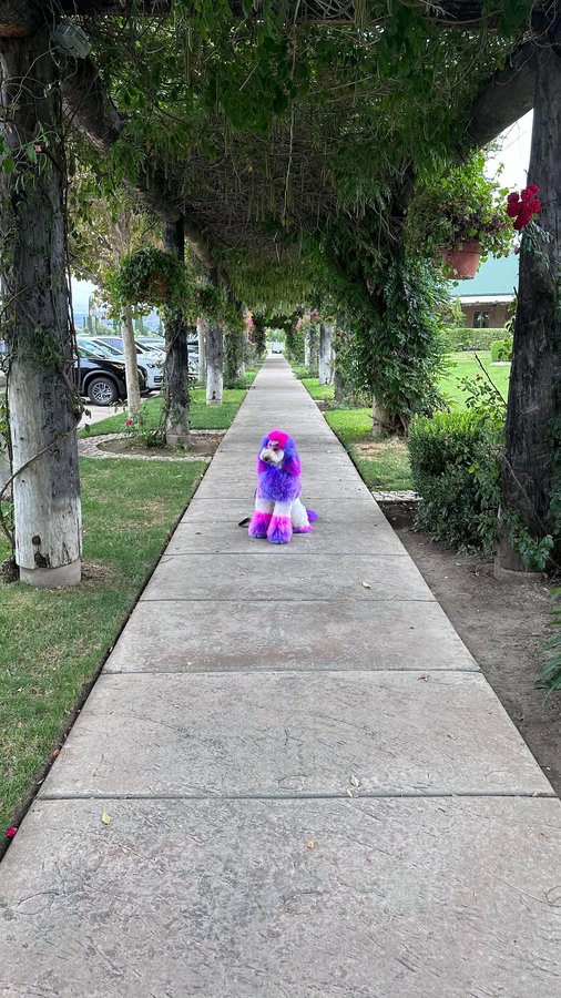 Instagram post by @angela_and_zoe for OPAWZ. Caption reads: [...] life 💙💜💕 Not to worry, all dye is @opawz....
