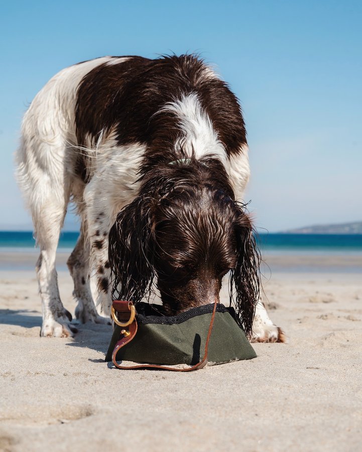 Instagram post by @jinky_springerspaniel for Ruff and Tumble. Caption reads: [...] on the go this holiday with his....