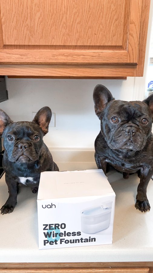 Instagram post by @ollie.bear.the.frenchie for Uahpet. Caption reads: [...] brand new wireless water fountain from....