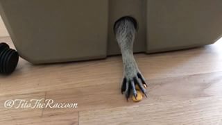 Instagram post by @titotheraccoon for Gunner. Caption reads: The one that got away 🐟

Thanks @gunnerkennels....