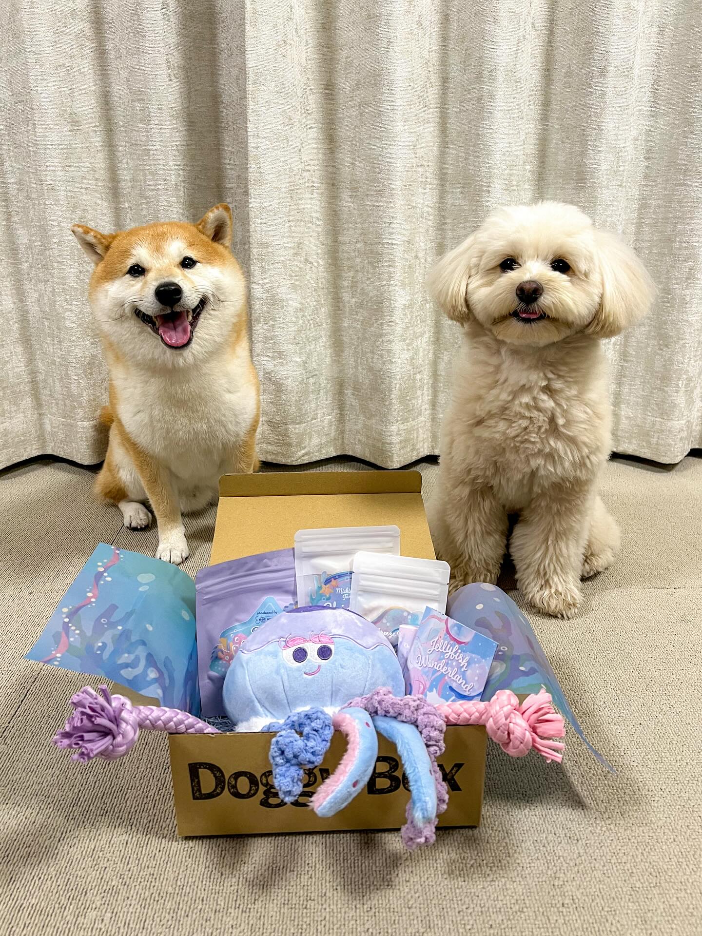 Instagram post by @mameshiba_ponkichi for Doggy Box. Caption reads: Doggy Box~6月~🎁

今回のテーマは"🫧くらげの国🫧"
@doggybox_jp....
